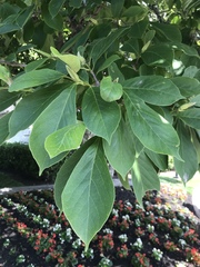 Magnolia