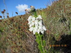 Erica physodes