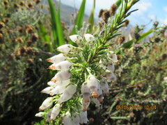 Erica physodes