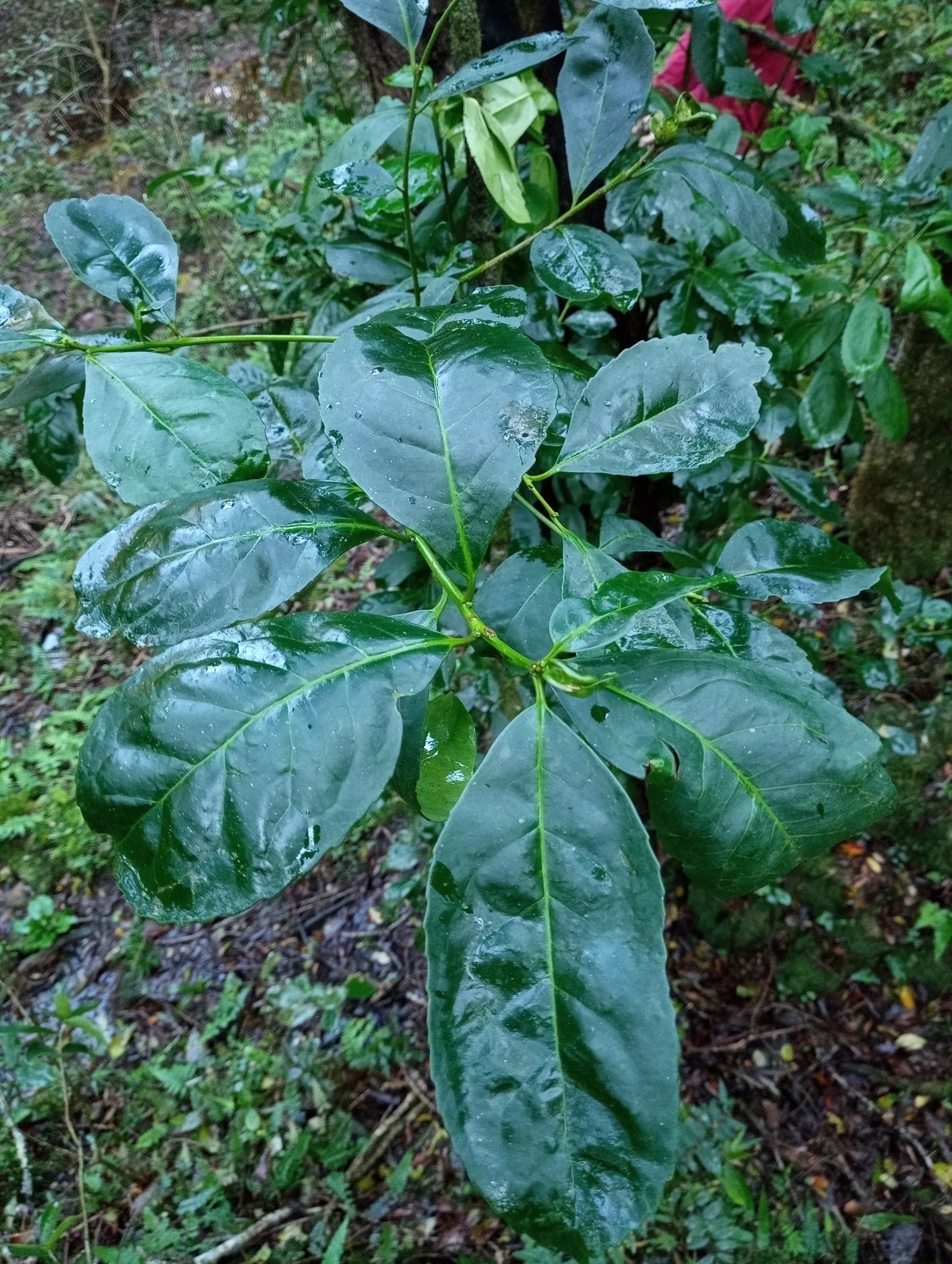Imagem de Erva-mate