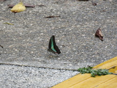 Graphium sarpedon luctatius