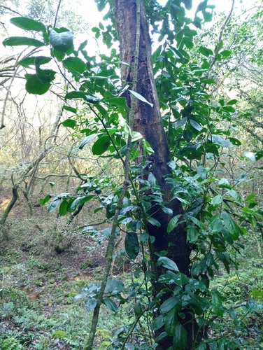 Foto de Erva-mate