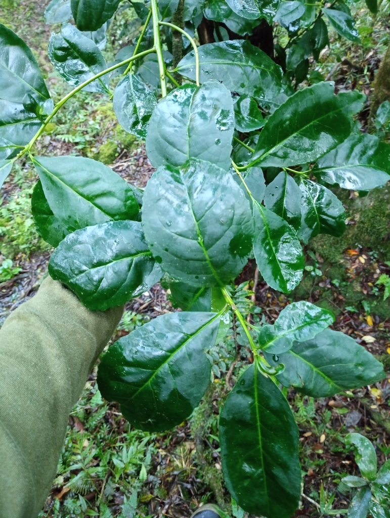Foto de Erva-mate