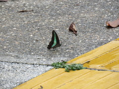 Graphium sarpedon luctatius
