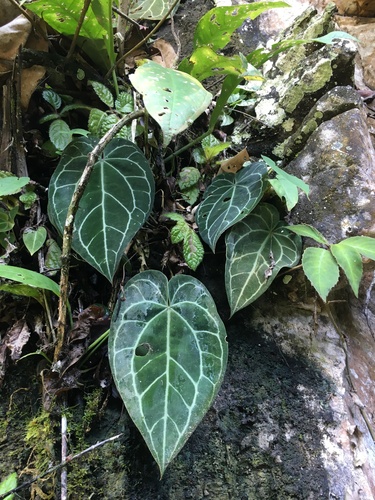 Anthurium crystallinum, photograph 3