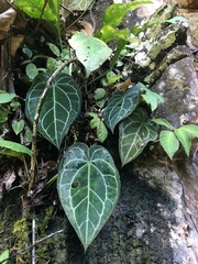 Anthurium crystallinum, photograph author not stated, no rights reserved