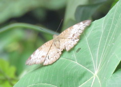 Euthalia monina monina