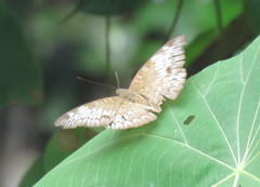 Euthalia monina monina