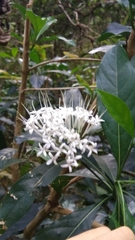 Pavetta hongkongensis