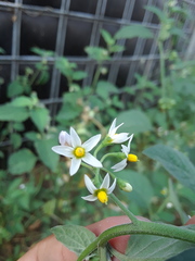Solanum