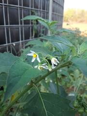 Solanum