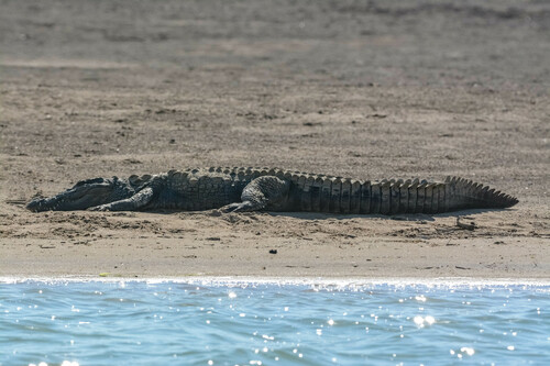 Mugger Crocodile