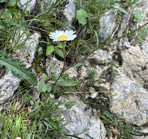 Image of Leucanthemum halleri by (c) Katrin Simon, some rights reserved (CC BY)