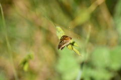 Phyciodes mylitta