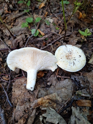 Наблюдение на iNaturalist
