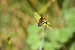 Phyciodes mylitta