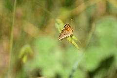Phyciodes mylitta