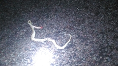 Bogertophis subocularis