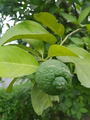 Citrus × aurantium