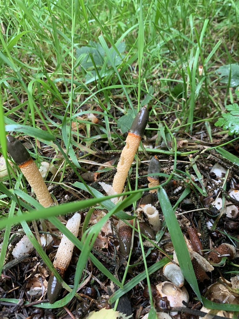 dog stinkhorn from Anglesey, Llangefni, Wales, GB on July 25, 2024 at ...