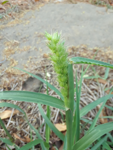 Cenchrus echinatus iNat (3)