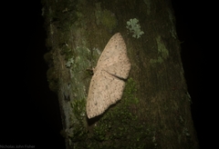 Cyclophora turneri