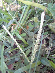 Eleusine indica