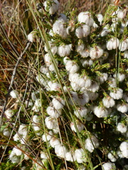 Erica cooperi cooperi