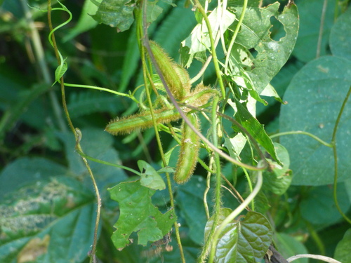 Calopogonium mucunoides iNat (3)