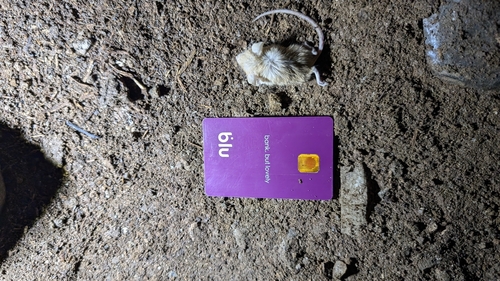 Zagros Mountains Brush-tailed Mouse (Calomyscus bailwardi) — Least Concern Mammalia