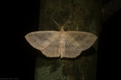 Perixera griseata