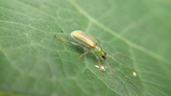 Diabrotica porracea