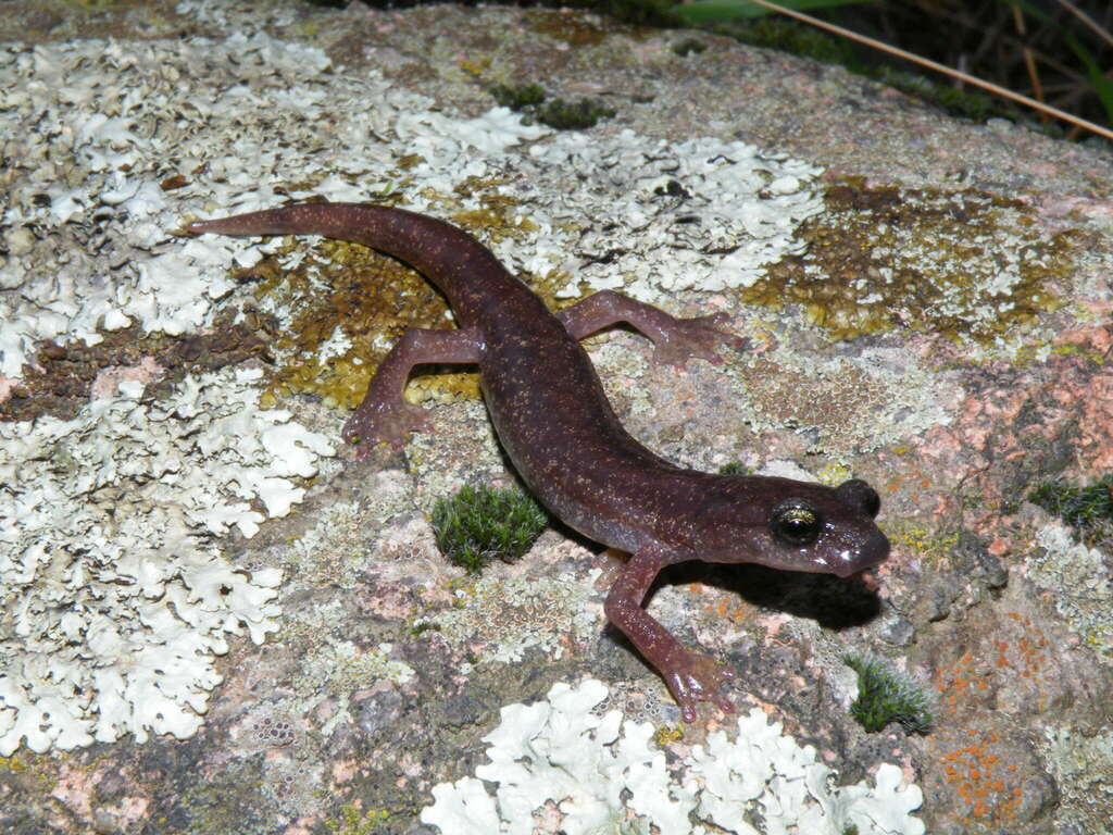Scented Cave Salamander