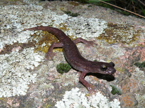 Scented Cave Salamander