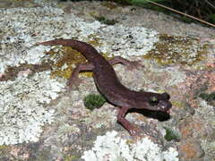 Imperial Cave Salamander photo 2