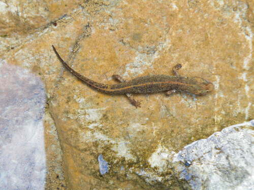 Sardinian Brook Salamander, Euproctus platycephalus