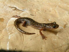 Imperial Cave Salamander photo 4