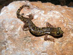Monte Albo Cave Salamander photo 2
