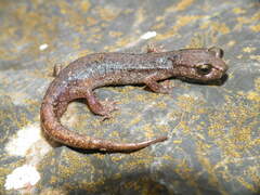 Gene's Cave Salamander photo 4