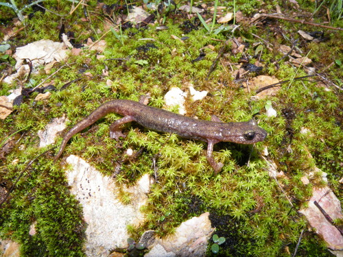 Gene's Cave Salamander, Speleomantes genei