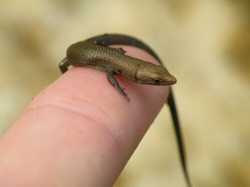 Fitzinger's Algyroides, Algyroides fitzingeri