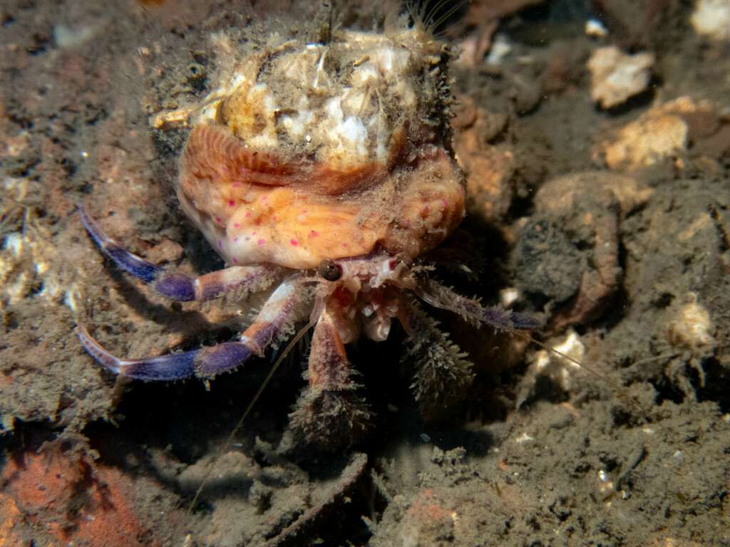 deep hermit crab