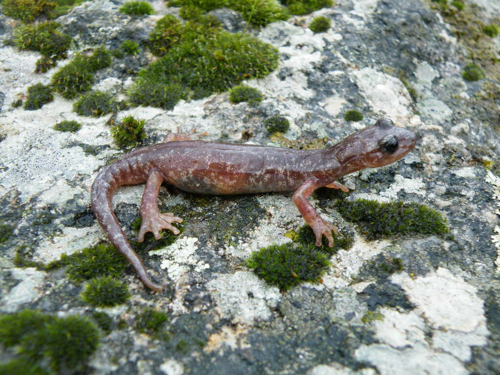 Sette Fratelli Cave Salamander