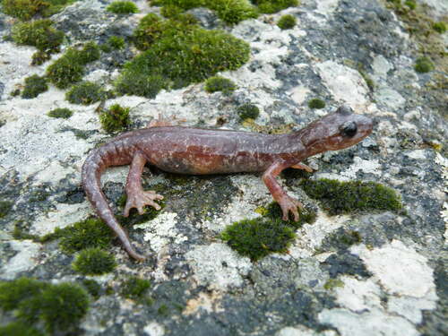 Sarrabus Cave Salamander, Speleomantes sarrabusensis