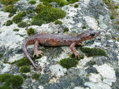 Sarrabus Cave Salamander photo 3