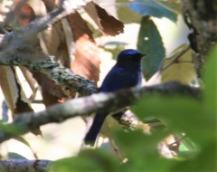 Niltava macgrigoriae