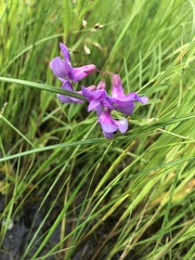 Lathyrus palustris