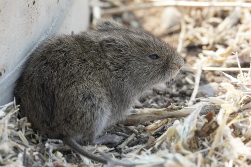 Western Meadow Vole (Microtus drummondii) — Data Deficient Mammalia
