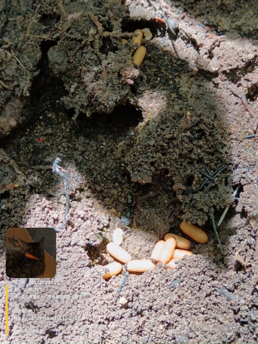 Ectomomyrmex sauteriEctomomyrmex sauteri