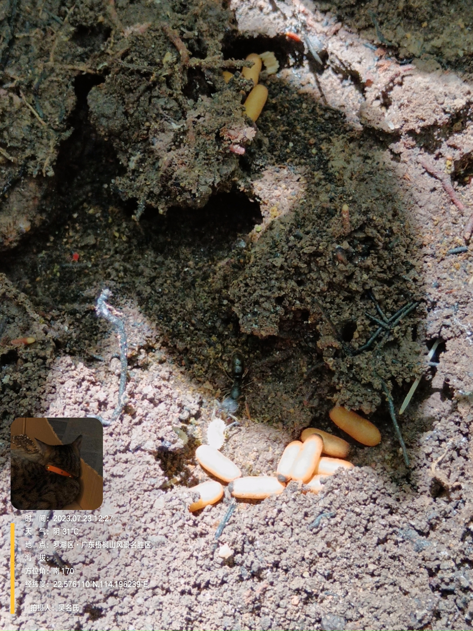 Ectomomyrmex sauteri